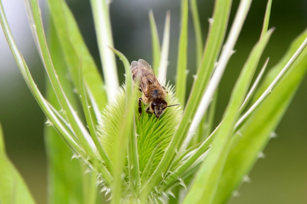 Foto primer plano de un insecto en una planta