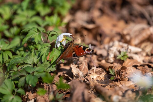 Foto primer plano de un insecto en una planta