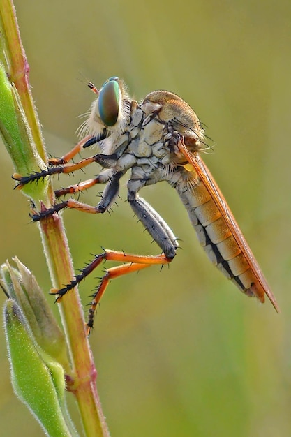 Foto primer plano de un insecto en una planta