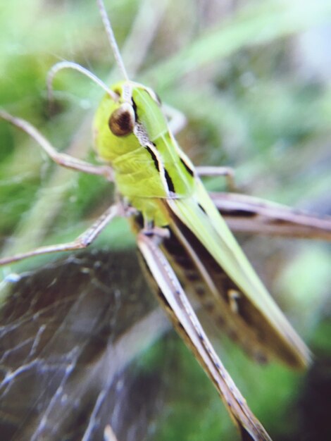 Foto primer plano de un insecto en una planta