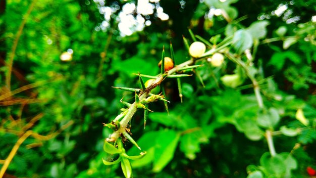 Foto primer plano de un insecto en una planta