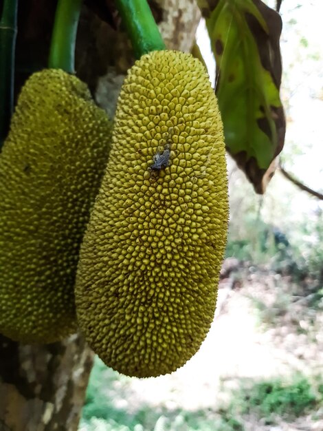 Foto primer plano de un insecto en una planta