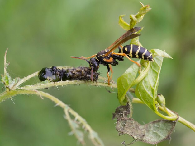 Primer plano de un insecto en una planta