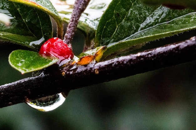 Primer plano de insecto en planta