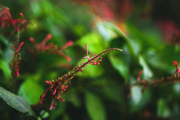 Primer plano de un insecto en una planta