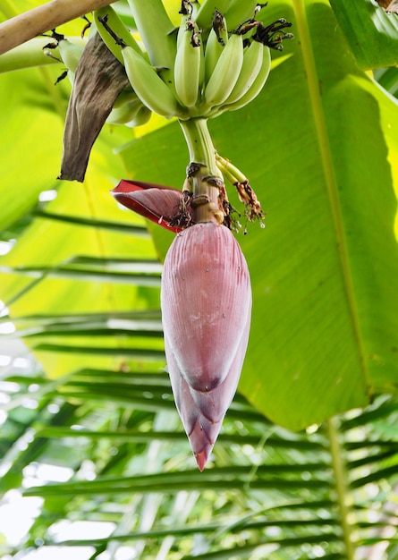 Foto primer plano de un insecto en una planta