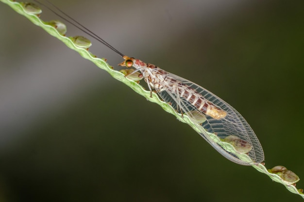 Primer plano de un insecto en una planta