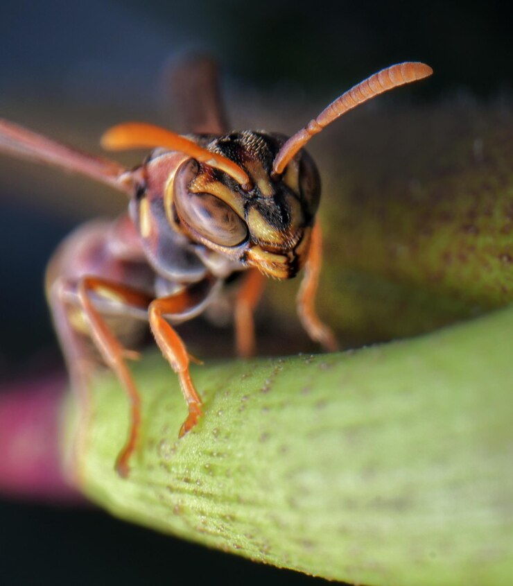 Foto primer plano de un insecto en una planta