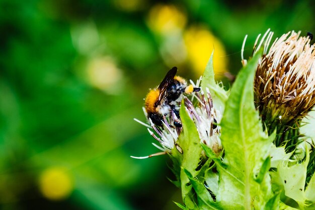 Foto primer plano de un insecto en una planta