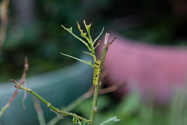 Foto primer plano de un insecto en una planta