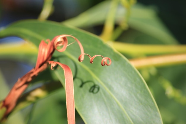 Foto primer plano de un insecto en una planta