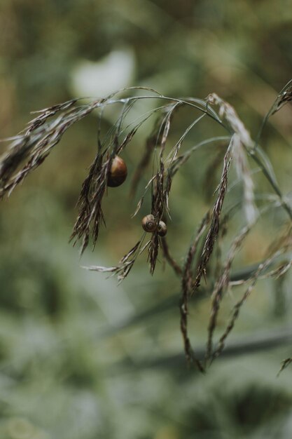 Primer plano de un insecto en una planta