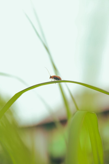 Foto primer plano de un insecto en una planta