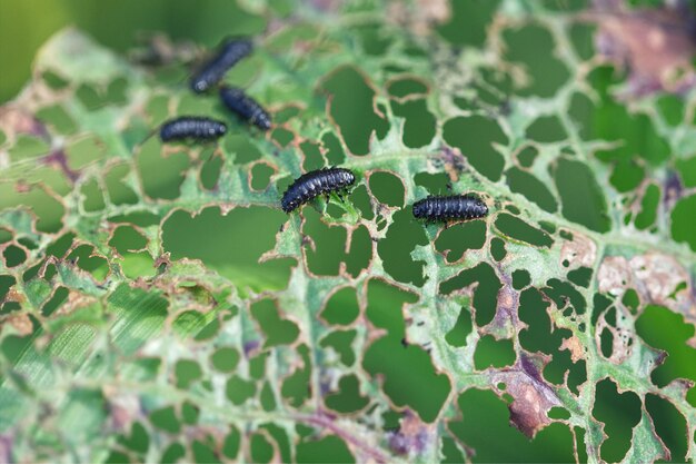 Foto primer plano de un insecto en una planta