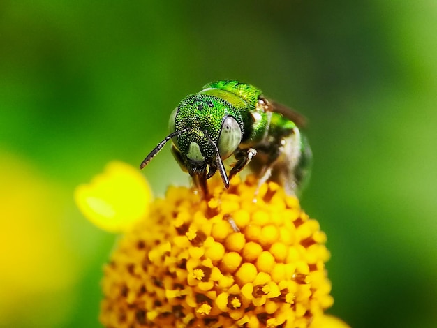 Primer plano de un insecto polinizando una flor amarilla