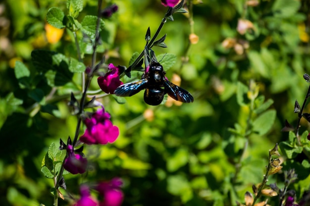 Foto primer plano de un insecto polinizando una flor púrpura