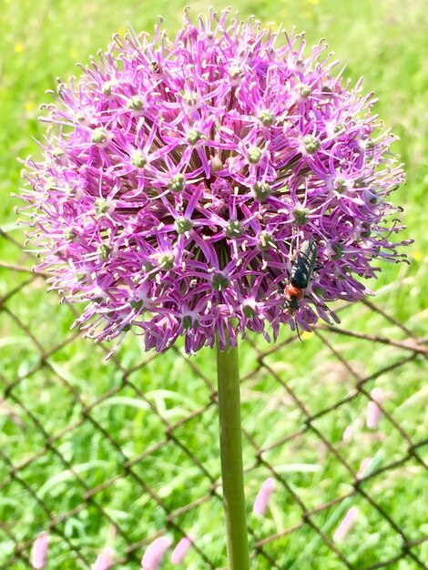 Foto primer plano de un insecto posado en un alium en el campo