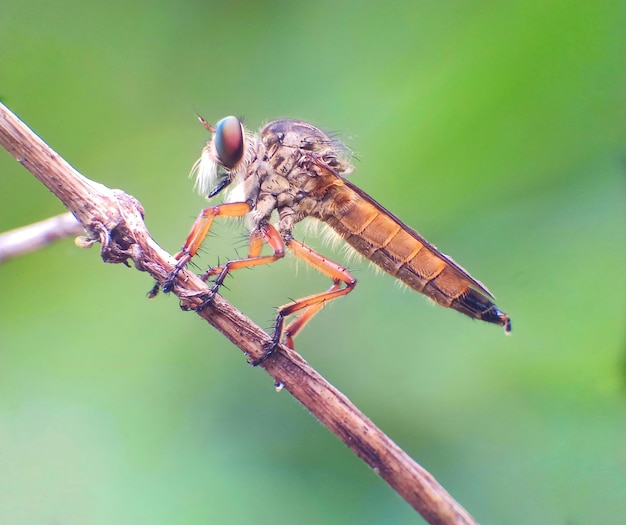 Foto primer plano de un insecto posado en una hoja