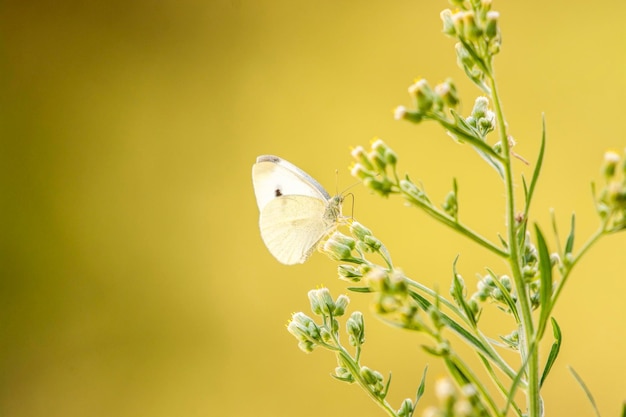 Foto primer plano de un insecto posado en una planta