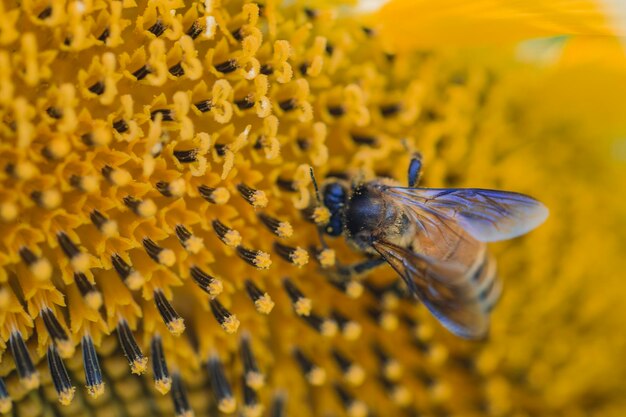 Foto primer plano de un insecto que poliniza una flor