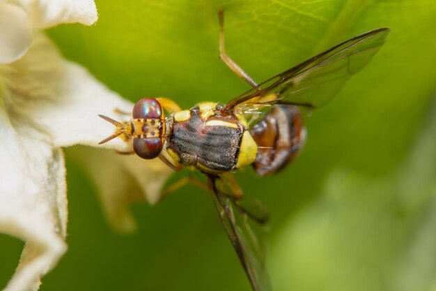 Primer plano de un insecto que poliniza una flor