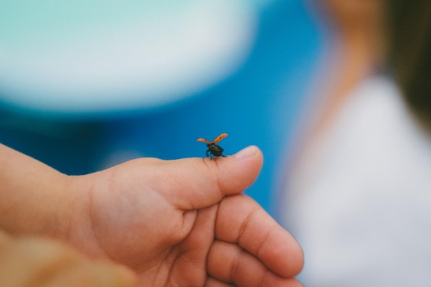 Primer plano de un insecto que sostiene la mano