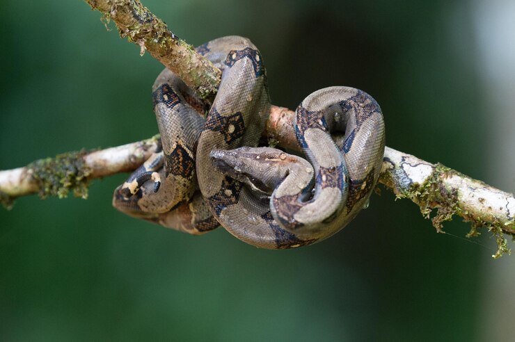 Foto primer plano de un insecto en una rama
