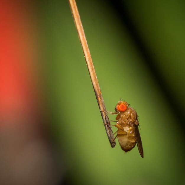 Foto primer plano de un insecto en una ramita