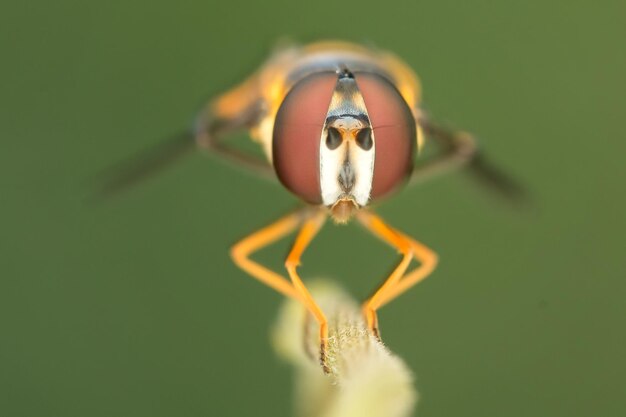 Foto primer plano de un insecto en una ramita