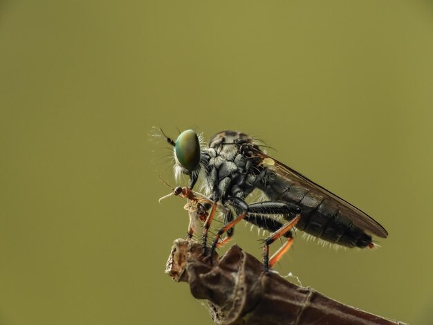 Foto primer plano de un insecto en una ramita