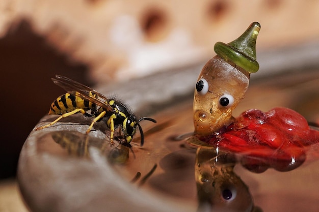 Foto primer plano de un insecto en el recipiente