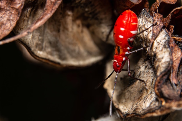 Foto primer plano de un insecto en una roca contra un fondo negro