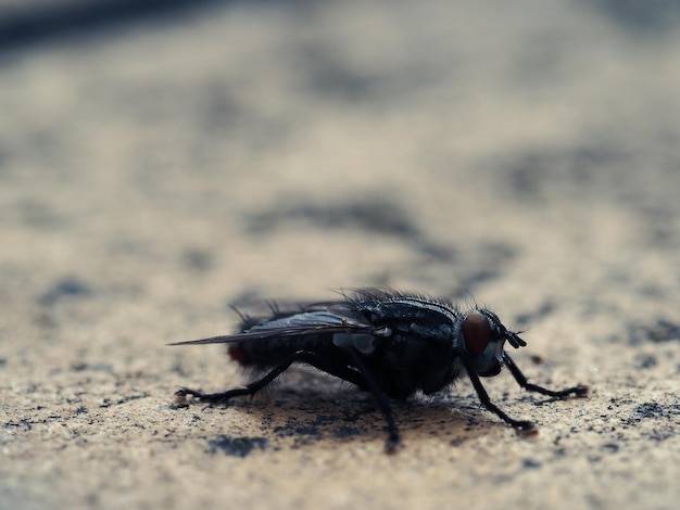 Foto un primer plano de un insecto en la roca