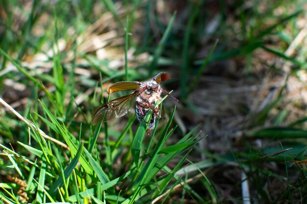 Foto un primer plano de un insecto en la roca