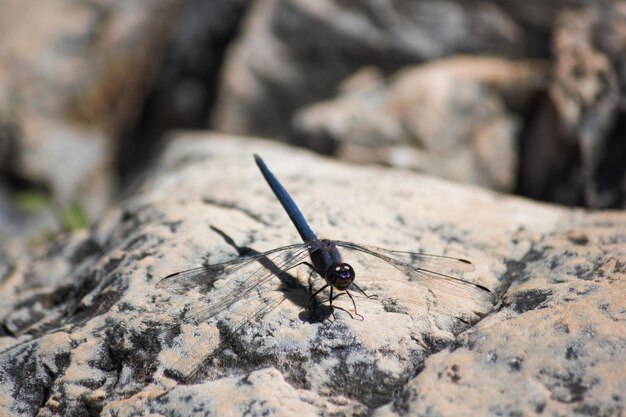 Foto un primer plano de un insecto en la roca