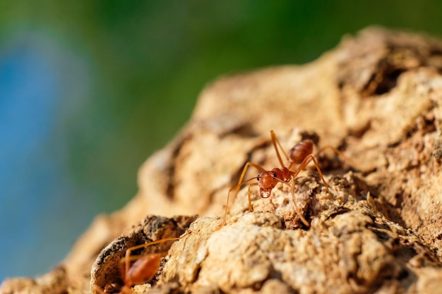 Un primer plano de un insecto en la roca