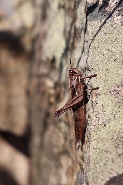 Foto un primer plano de un insecto en la roca