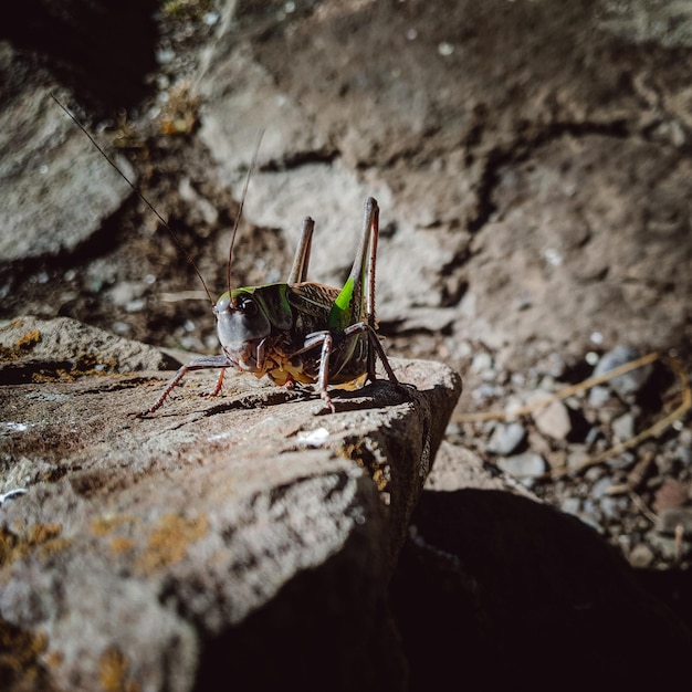 Foto un primer plano de un insecto en la roca