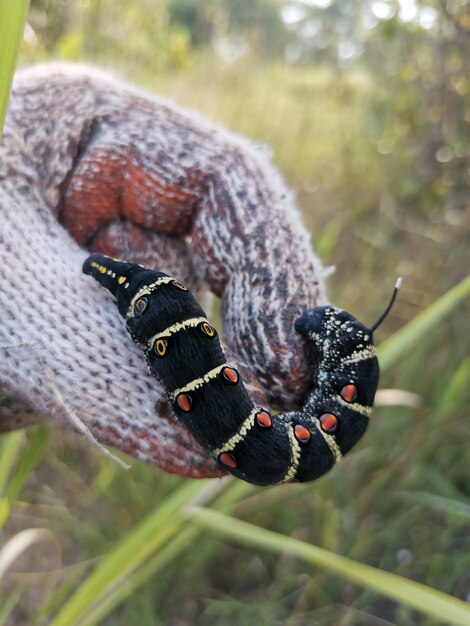 Foto un primer plano de un insecto en la roca