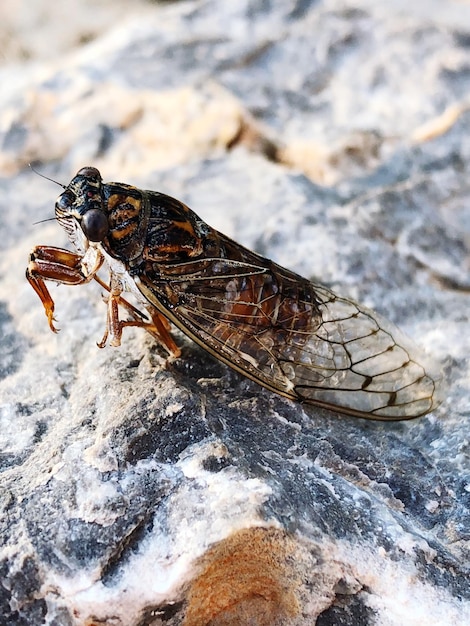 Un primer plano de un insecto en la roca.