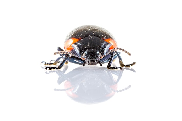 Primer plano de un insecto sobre un fondo blanco