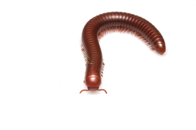 Primer plano de un insecto sobre un fondo blanco