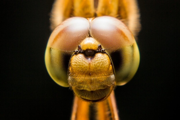 Primer plano de un insecto sobre un fondo negro