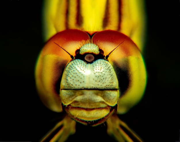 Foto primer plano de un insecto sobre un fondo negro