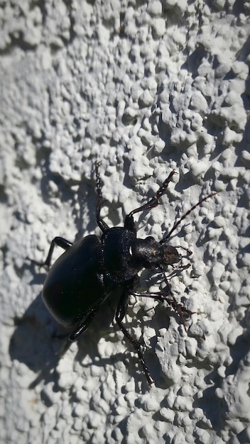 Foto primer plano de un insecto en el suelo