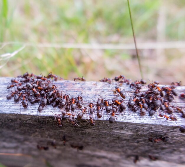 Foto primer plano de un insecto en el suelo