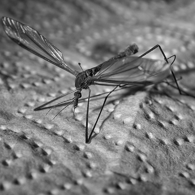 Primer plano de un insecto en la superficie