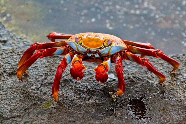 Primer plano de un insecto en tierra roja