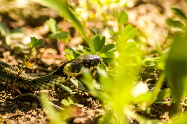 Foto primer plano de un insecto en tierra