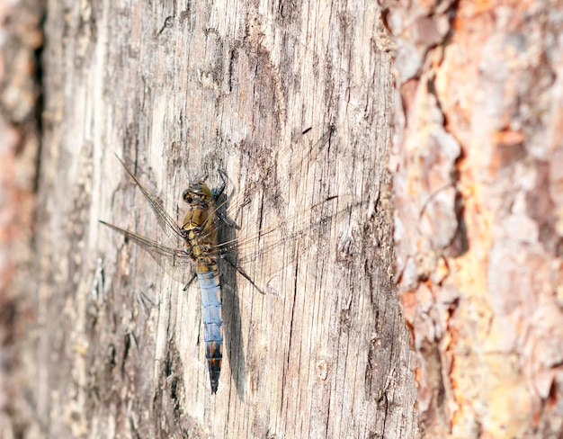 Foto un primer plano de un insecto en el tronco de un árbol